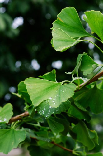 Ginkgo biloba fächerbaum - ginkgo,