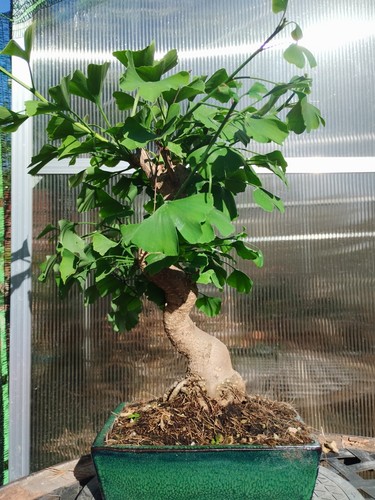 Bonsai ginkgo biloba kifu - ginkgo,