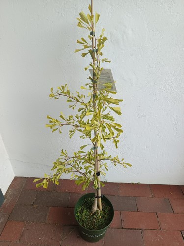 Ginkgo biloba saragota - ginkgo,