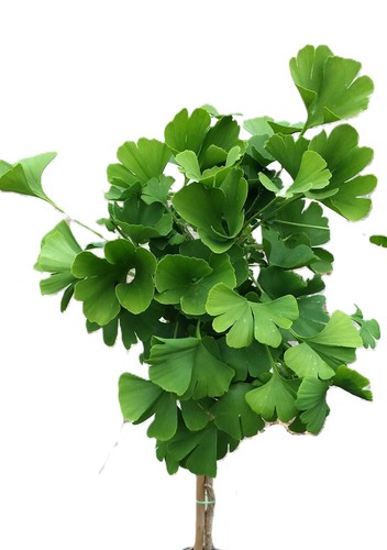 Fächerblattbaum ginkgo - fächerblattbaum, 'ginkgo