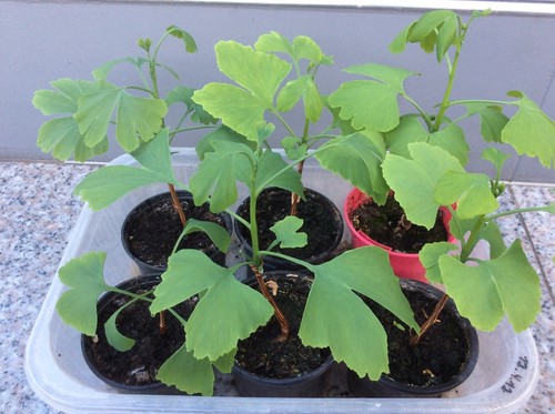 Ginkgo biloba baum - baum, ginkgobaum