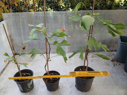 Stück ginkgo biloba - ginkgo,