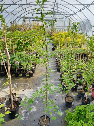 Ginkgo biloba - ginkgo,