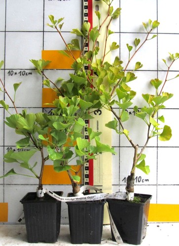 Ginkgo biloba beijing gold - ginkgo,