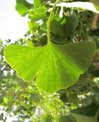 Ginkgo biloba - -,
