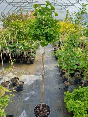 Ginkgo biloba mariken - ginkgo,