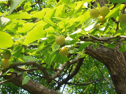 Ginkgobaum ginkgo biloba - ginkgo,