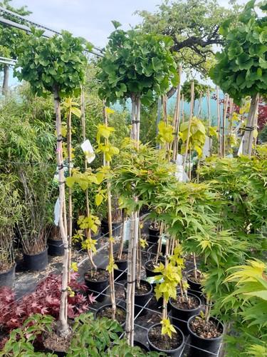 Ginkgo biloba mariken - biloba,