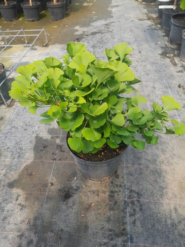 Ginkgo biloba mariken - ginkgo,