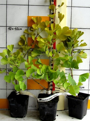 Ginkgo biloba tokuro - , "tokuro"