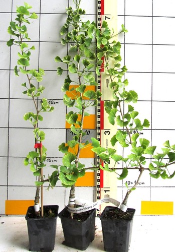 Ginkgo biloba beijing gold - ginkgo, gold"