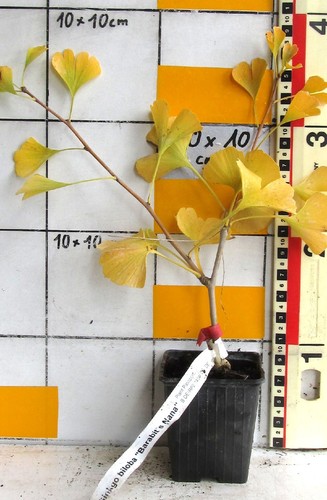 Ginkgo biloba barabit s - biloba, "barabit´s