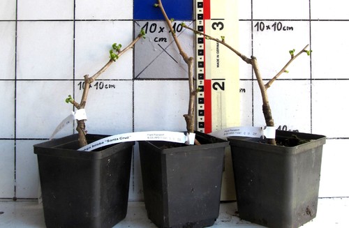 Ginkgo biloba santa cruz - cruz",,