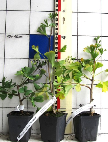 Ginkgo biloba tubifolia - ginkgo, "tubifolia"