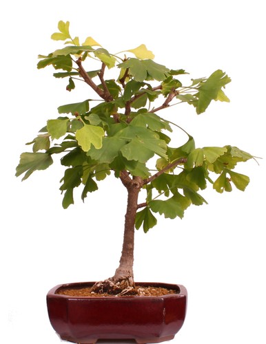 Bonsai ginkgo biloba - ginkgo,