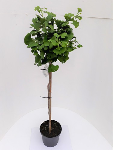Ginkgo biloba mariken - ginkgo,