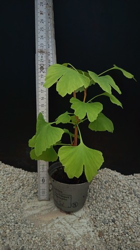 Ginkgo biloba setzling - ginkgo,