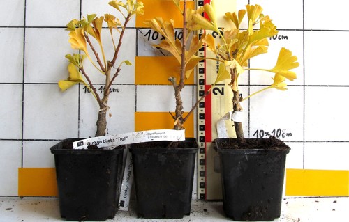 Ginkgo biloba troll - "troll",, meine