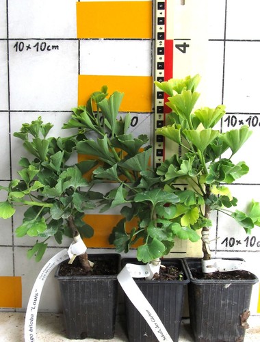 Ginkgo biloba louis - biloba, "louis"