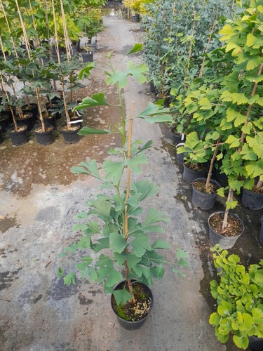 Ginkgo biloba - ginkgo,