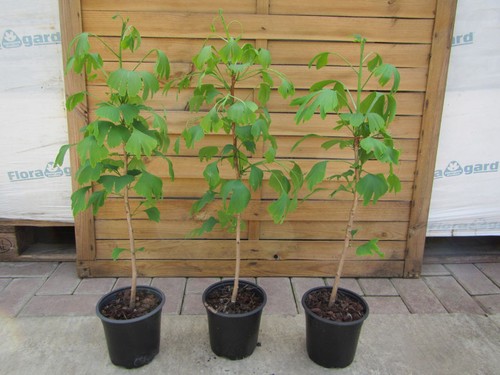 Ginkgo biloba baum - ginkgo,