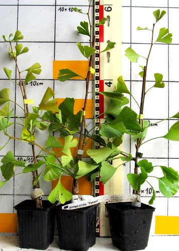 Ginkgo biloba pendula - ,