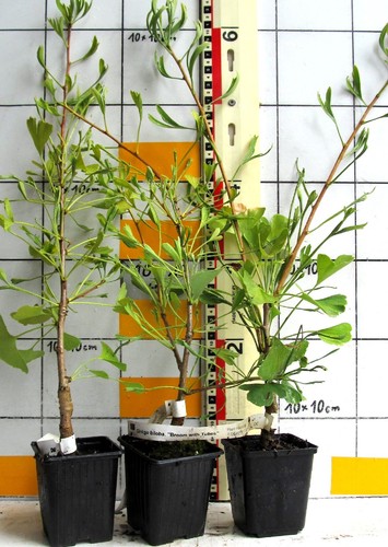 Ginkgo biloba broom with - biloba, "broom
