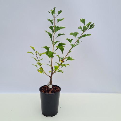Ginkgo zwergsorte kabouter - ginkgo,