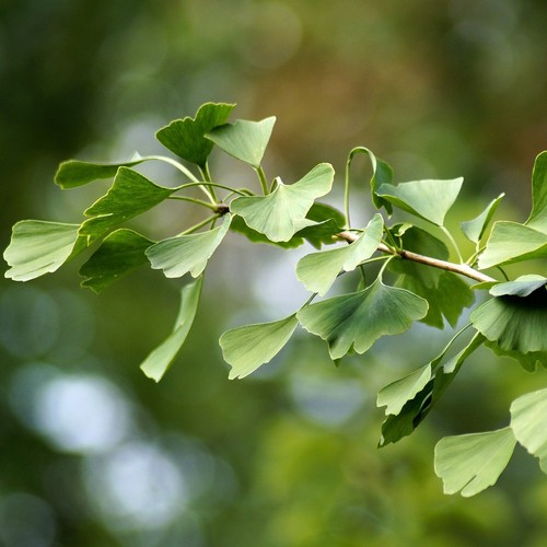 Ginkgo biloba ginkgobaum baum - ginkgo,