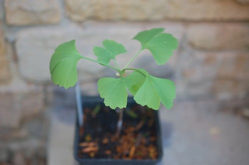 Ginkgo biloba